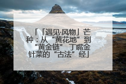 「遇见·风物」芒种：从“黄花地”到“黄金链” 丁嘴金针菜的“古法”经