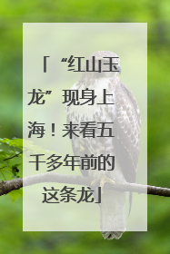 “红山玉龙”现身上海！来看五千多年前的这条龙