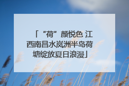 “荷”颜悦色 江西南昌水岚洲半岛荷塘绽放夏日浪漫