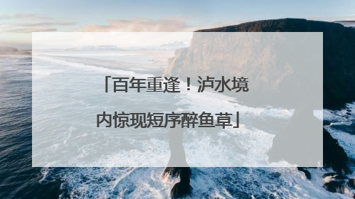 百年重逢！泸水境内惊现短序醉鱼草