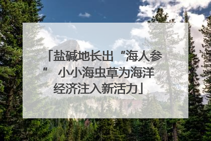 盐碱地长出“海人参” 小小海虫草为海洋经济注入新活力