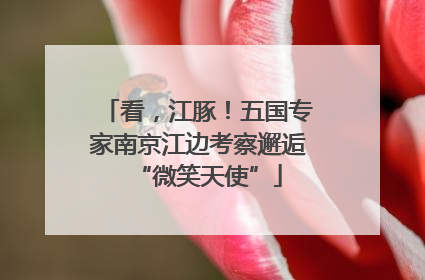 看，江豚！五国专家南京江边考察邂逅“微笑天使”