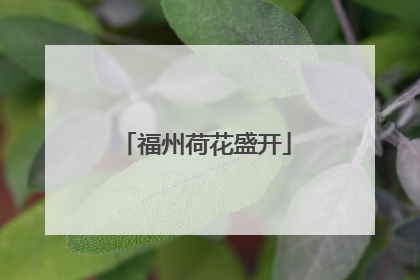 福州荷花盛开