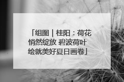 组图｜桂阳：荷花悄然绽放 碧波荷叶绘就美好夏日画卷