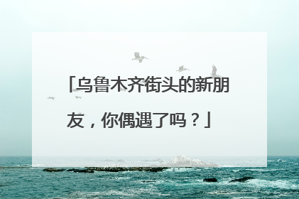 乌鲁木齐街头的新朋友，你偶遇了吗？