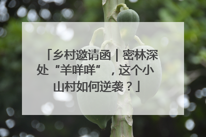 乡村邀请函｜密林深处“羊咩咩”，这个小山村如何逆袭？