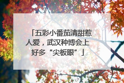 五彩小番茄清甜惹人爱，武汉种博会上好多“尖板眼”