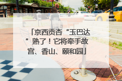 京西贡杏“玉巴达”熟了！它将牵手故宫、香山、颐和园