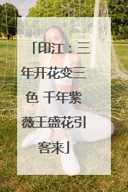 印江：三年开花变三色 千年紫薇王盛花引客来