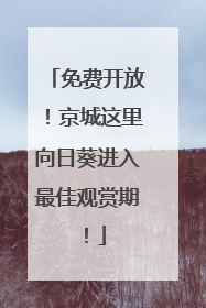 免费开放！京城这里向日葵进入最佳观赏期！