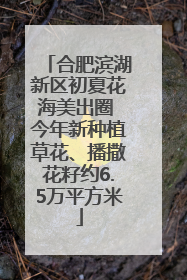 合肥滨湖新区初夏花海美出圈 今年新种植草花、播撒花籽约6.5万平方米