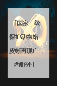 国家二级保护动物蜡皮蜥再现广西野外