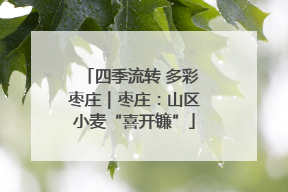 四季流转 多彩枣庄｜枣庄：山区小麦“喜开镰”