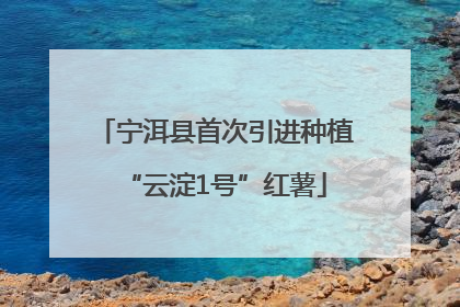 宁洱县首次引进种植“云淀1号”红薯