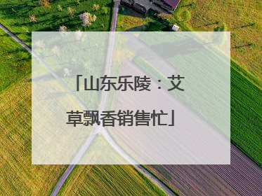 山东乐陵：艾草飘香销售忙