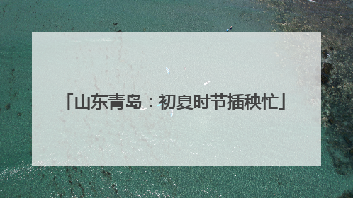 山东青岛：初夏时节插秧忙