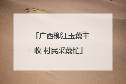 广西柳江玉藕丰收 村民采藕忙