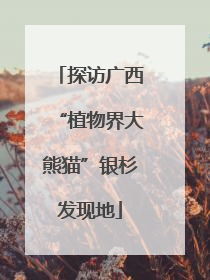 探访广西“植物界大熊猫”银杉发现地