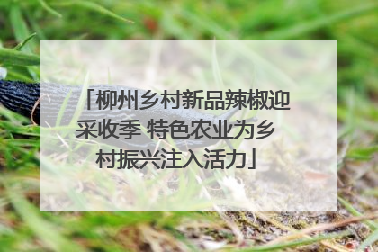 柳州乡村新品辣椒迎采收季 特色农业为乡村振兴注入活力