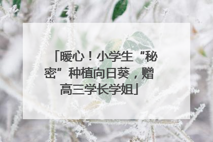 暖心！小学生“秘密”种植向日葵，赠高三学长学姐