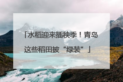 水稻迎来插秧季！青岛这些稻田披“绿装”
