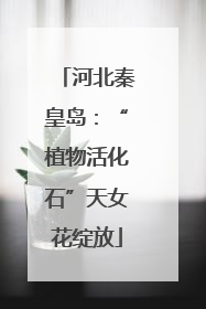 河北秦皇岛：“植物活化石”天女花绽放