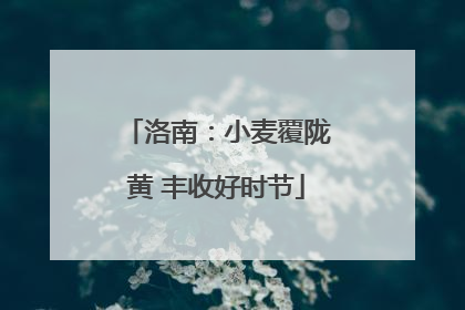 洛南：小麦覆陇黄 丰收好时节