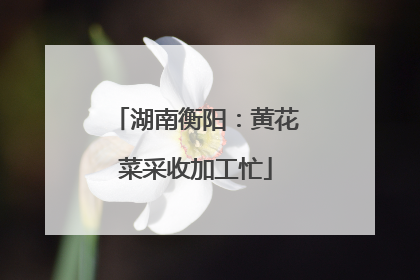 湖南衡阳：黄花菜采收加工忙