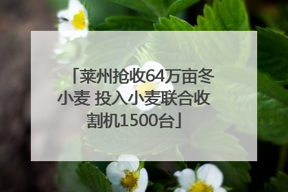 莱州抢收64万亩冬小麦 投入小麦联合收割机1500台