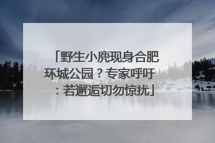 野生小麂现身合肥环城公园？专家呼吁：若邂逅切勿惊扰