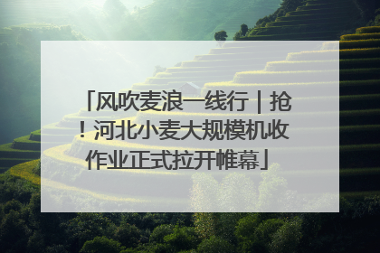 风吹麦浪一线行｜抢！河北小麦大规模机收作业正式拉开帷幕
