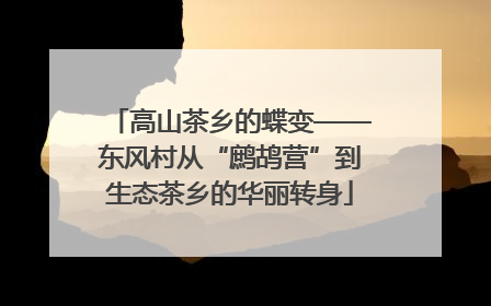 高山茶乡的蝶变——东风村从“鹧鸪营”到生态茶乡的华丽转身