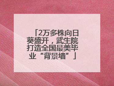 2万多株向日葵盛开，武生院打造全国最美毕业“背景墙”